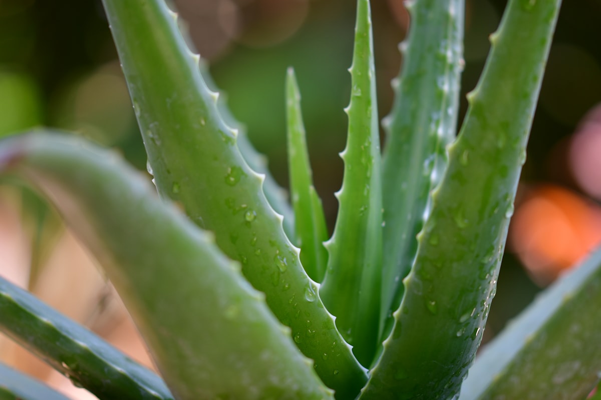 Vitamine essenziali per il benessere